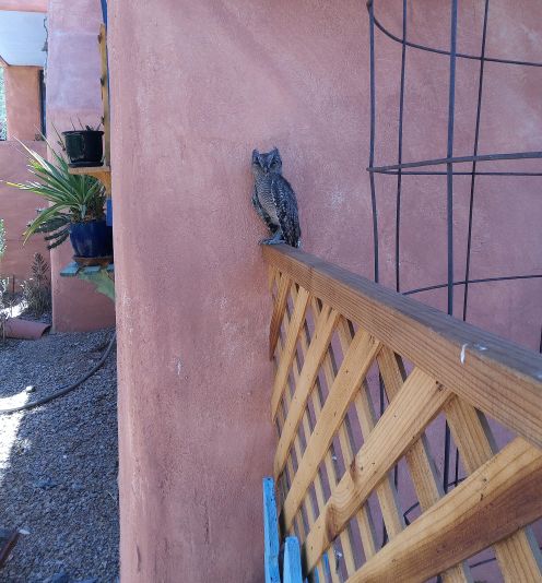 owlfencce 2.jpg